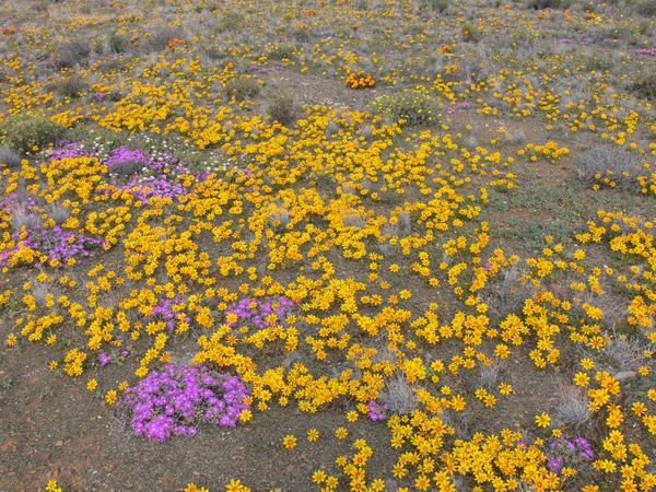 7x Kleine Karoo _landschap 7