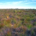 8 Kaapstad _tafelberg _vegetatie met fynbos