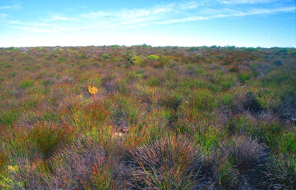 8 Kaapstad _tafelberg _vegetatie met fynbos