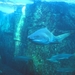8 Kaapstad_two oceans aquarium_met grotere en kleinere vissen 2