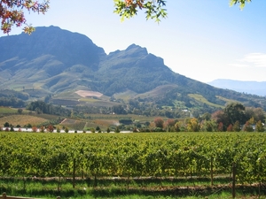 8b Kaapstad _omg_De Franschhoek_wijngaard