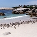 8c Kaapstad _omg_Boulders_brilpinguins_kolonie 14