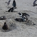 8c Kaapstad _omg_Boulders_brilpinguins_kolonie 4