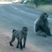 8c Kaapstad _omg_Kaap de goede hoop _Cape Peninsula_baboons