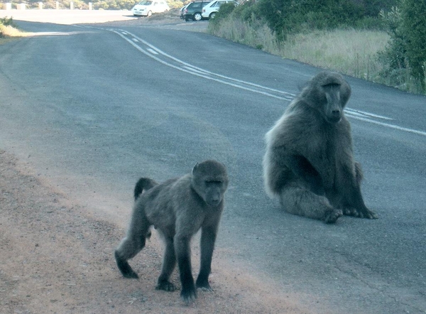 8c Kaapstad _omg_Kaap de goede hoop _Cape Peninsula_baboons