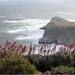 8c Kaapstad _omg_Kaap de goede hoop _Cape Point_waar 2 oceanen zi