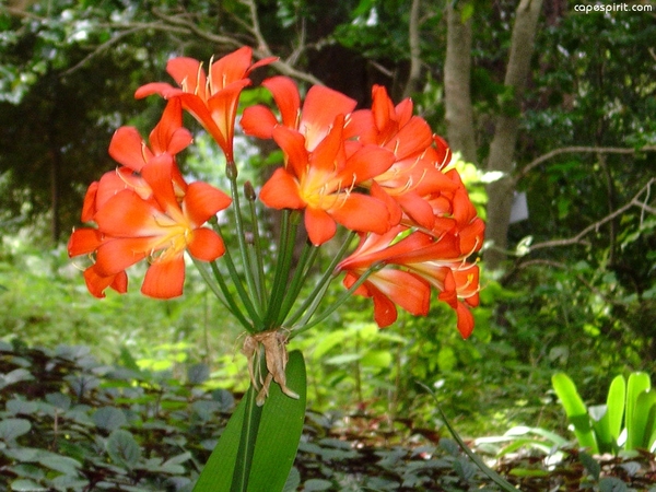 8c Kaapstad _omg_Kirstenbosch botanische tuinen 11