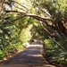 8c Kaapstad _omg_Kirstenbosch botanische tuinen 12