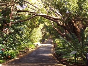 8c Kaapstad _omg_Kirstenbosch botanische tuinen 12