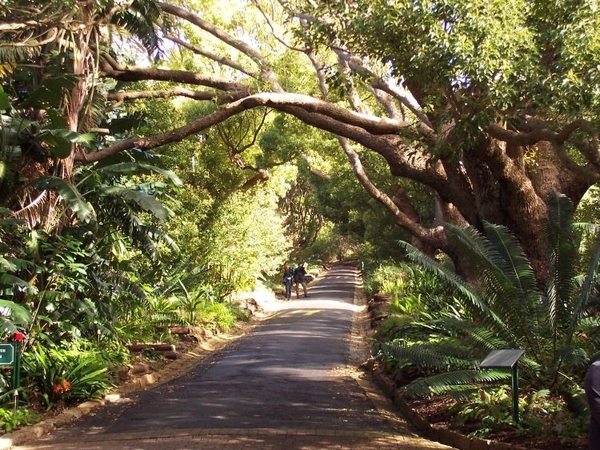 8c Kaapstad _omg_Kirstenbosch botanische tuinen 12