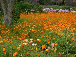 8c Kaapstad _omg_Kirstenbosch botanische tuinen 13