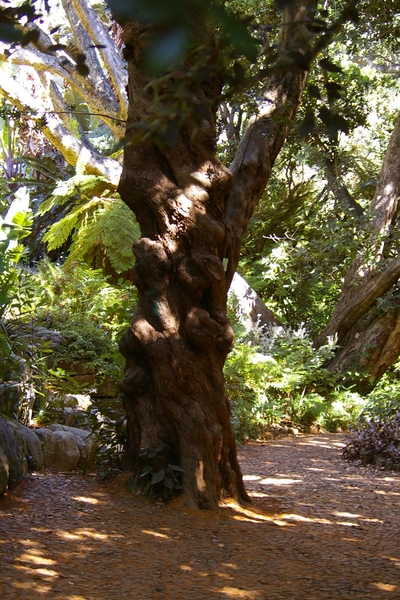 8c Kaapstad _omg_Kirstenbosch botanische tuinen 15