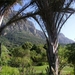 8c Kaapstad _omg_Kirstenbosch botanische tuinen 7