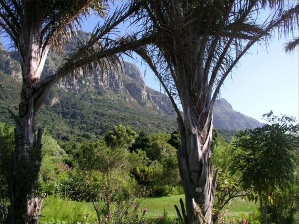 8c Kaapstad _omg_Kirstenbosch botanische tuinen 7