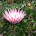8c Kaapstad _omg_Kirstenbosch botanische tuinen_King protea