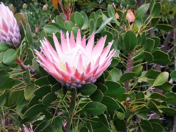 8c Kaapstad _omg_Kirstenbosch botanische tuinen_King protea