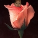 roosje