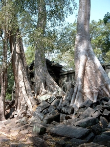 3TP SIMG1191 Bomengroep op site Ta Phrom