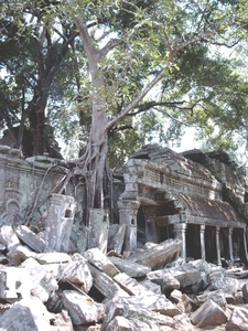 3TP SIMG1192 Bomen boven op muren Ta Phrom