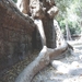 3TP SIMG1193 Wortels bomen Ta Phrom