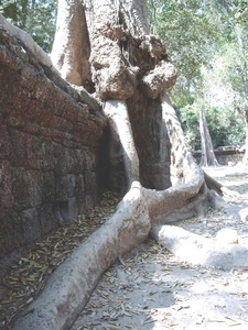 3TP SIMG1193 Wortels bomen Ta Phrom