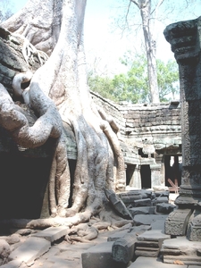 3TP SIMG1197 woekerbomen over muur Ta Phrom