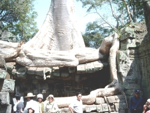 3TP SIMG1201 boom volledig over muur Ta Phrom