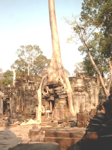4SR PK  SIMG1213 bomengroei over muren tempel Prah Khan