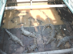 5TS SIMG1241 Aligators in bak bij restaurant Tonlé Sap