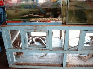 5TS SIMG1243 slangen in bakken bij restaurantje Tonlé Sap