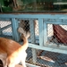 5TS SIMG1244 hond & aap bij restaurant Tonlé Sap