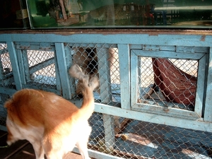 5TS SIMG1244 hond & aap bij restaurant Tonlé Sap