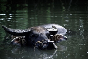 2HO I Hoi An omgeving waterbuffel2