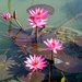 4HU I Hue Waterlilies-1