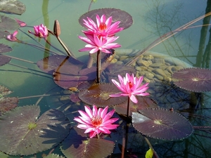 4HU I Hue Waterlilies-1