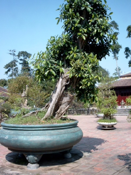 4HU SIMG1473 Grote Bonzaiboom TMU-pagode Hué