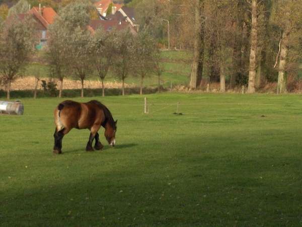 05 Beautiful nature in our village