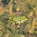 15 One of the frogs in the garden pound