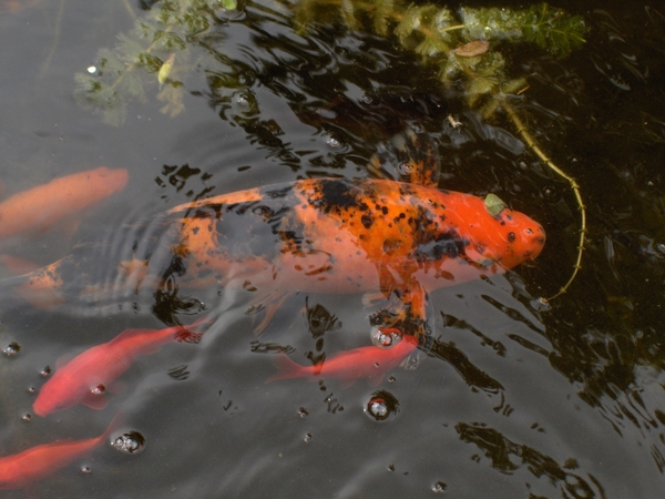 16 Our fishes