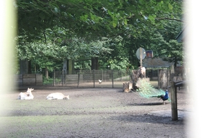 Het dierenpark