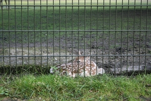 Klein reetje