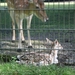 Moeder en jong