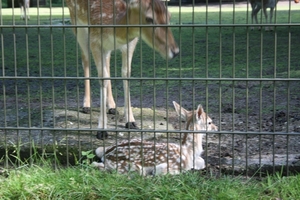 Moeder en jong