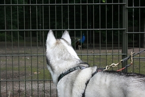 Mooie pauw