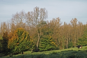 2008-10-10 GR Elst-Brakel-38