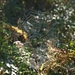2008-10-10 GR Elst-Brakel-52