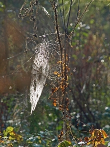 2008-10-10 GR Elst-Brakel-54