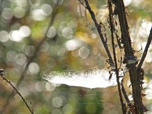 2008-10-10 GR Elst-Brakel-55