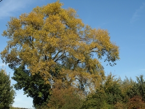 2008-10-10 GR Elst-Brakel-85