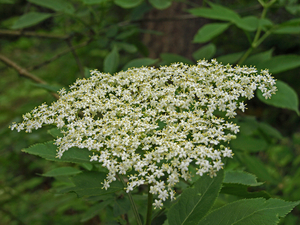 2009-05-31 St.J.-Weert_P�crot-68